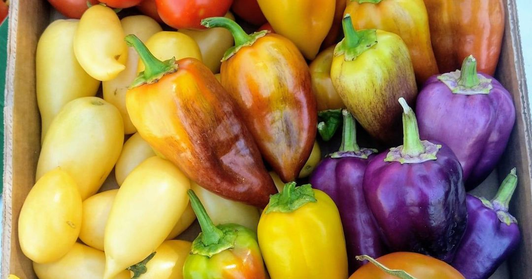 Algunas de las variedades de pimientos o tomates que ofrece esta nueva huerta en Fuenlabrada. Algunas de las variedades de pimientos o tomates que ofrece esta nueva huerta en Fuenlabrada.