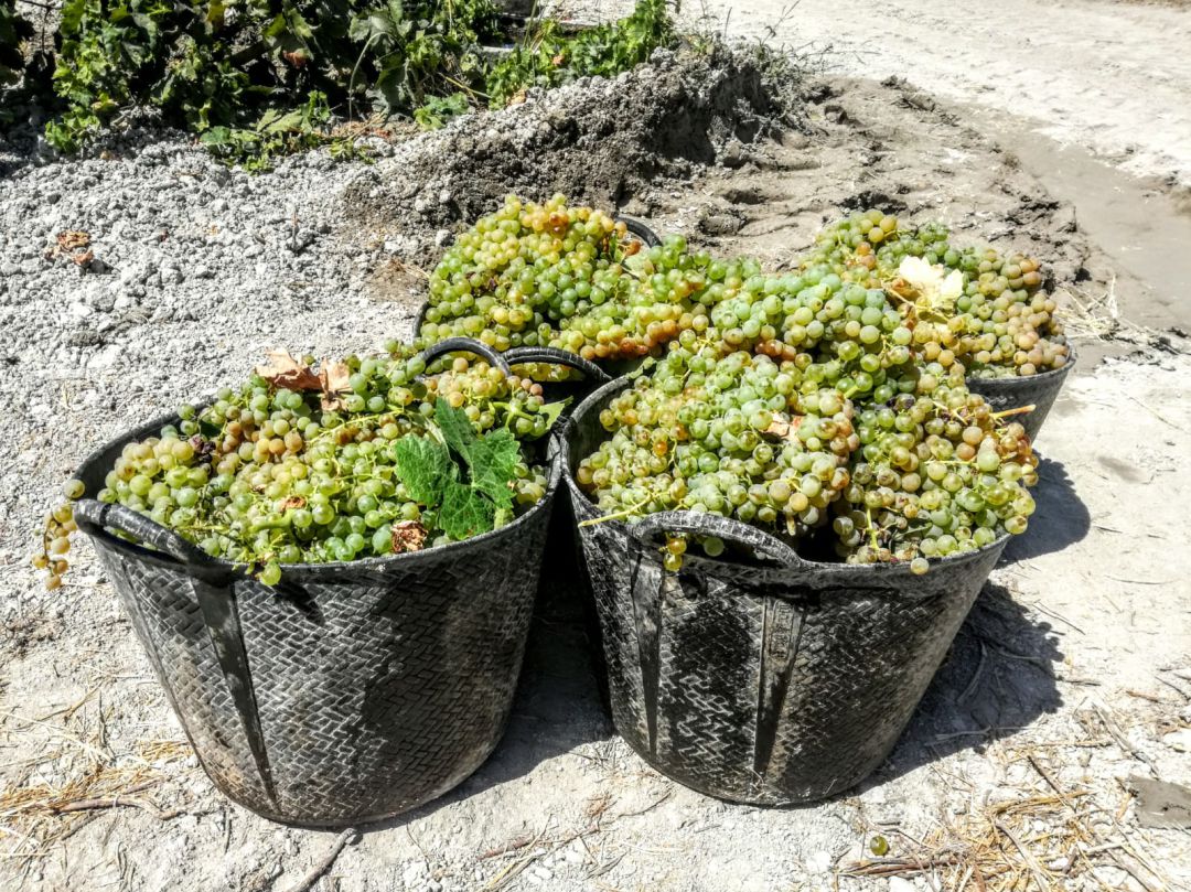 La vendimia ha propiciado que el sector agrario haya sido el que ha generado más empleo en agosto en Jerez La vendimia ha propiciado que el sector agrario haya sido el que ha generado más empleo en agosto en Jerez