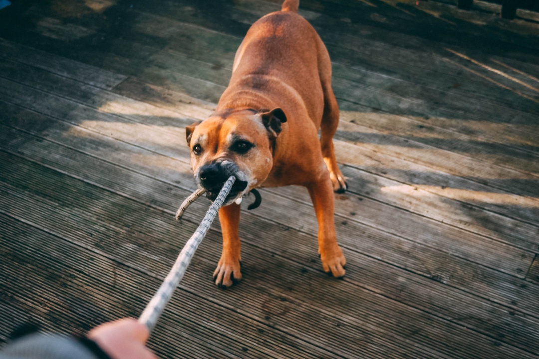 El perro no llevaba bozal. El perro no llevaba bozal.