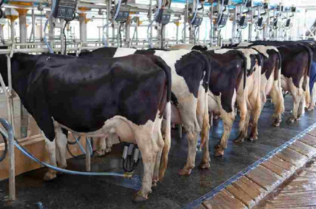 El consumo en el hogar aumentó en marzo en un 19,9% en el caso de la leche y un 14,2% para los quesos, compensando la bajada de fuera del hogar El consumo en el hogar aumentó en marzo en un 19,9% en el caso de la leche y un 14,2% para los quesos, compensando la bajada de fuera del hogar