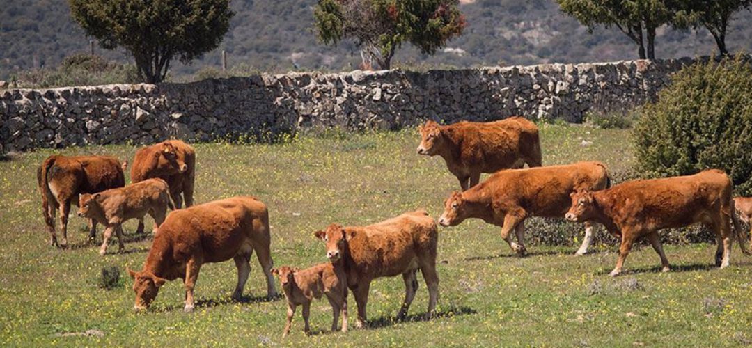 Pasto de vacas Pasto de vacas
