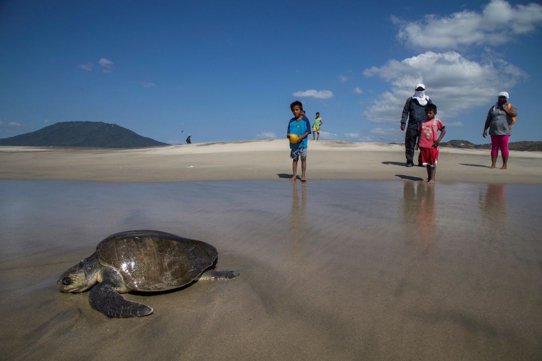 Fotografía de archivo fechada el 5 de noviembre de 2018, que muestra a una tortuga bañada de aceite, debido a un derrame en las costas de Salina Cruz, en el estado de Oaxaca (México) Fotografía de archivo fechada el 5 de noviembre de 2018, que muestra a una tortuga bañada de aceite, debido a un derrame en las costas de Salina Cruz, en el estado de Oaxaca (México)