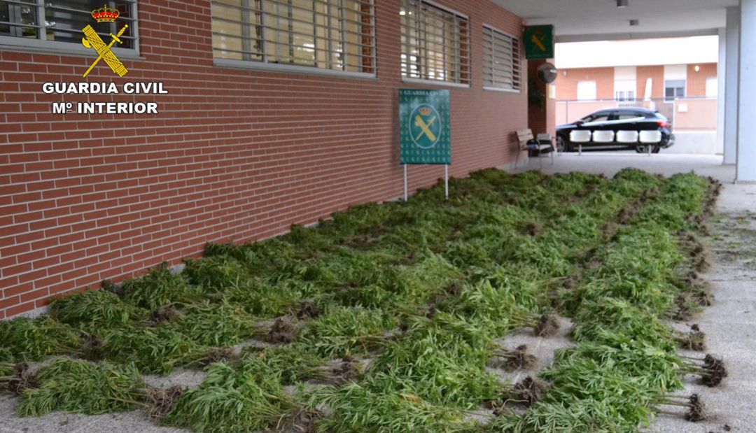 Imagen de algunas de las plantas de cannabis Imagen de algunas de las plantas de cannabis