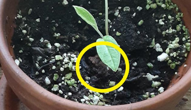 La rana está oculta bajo la hoja. La rana está oculta bajo la hoja.