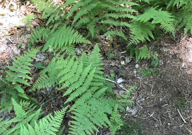 ¿Puedes encontrar al sapo escondido? ¿Puedes encontrar al sapo escondido?