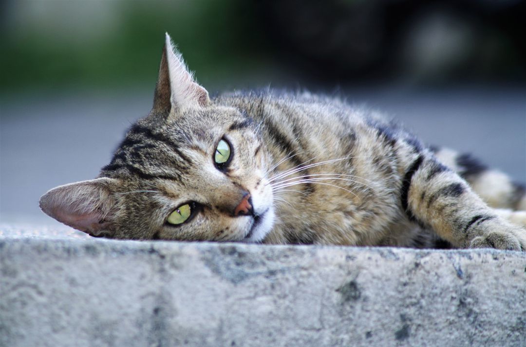 Plan especial en Gandia para el control de las colonias de gatos Plan especial en Gandia para el control de las colonias de gatos