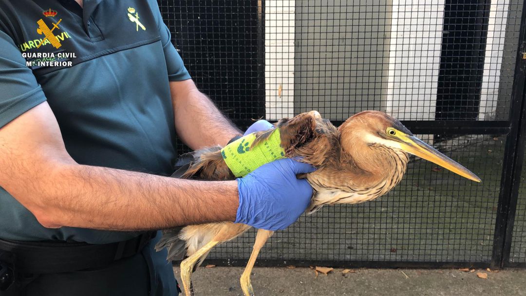 Los agentes encontraron una garza imperial (especia protegida) herida en un ala en el maletero Los agentes encontraron una garza imperial (especia protegida) herida en un ala en el maletero