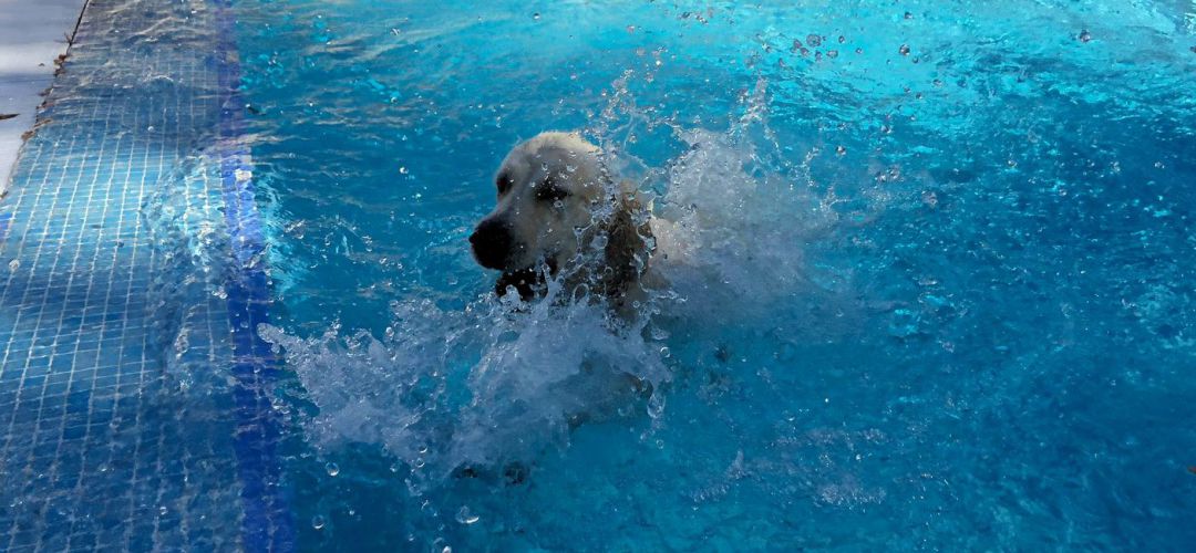 Perro en la piscina Perro en la piscina