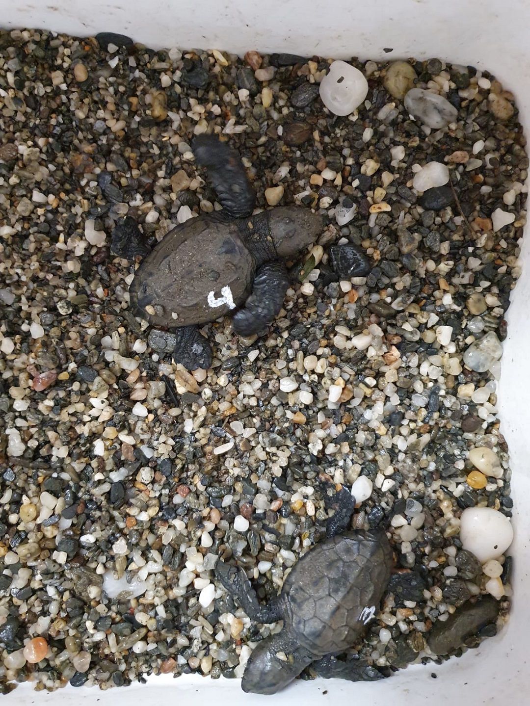 Imágenes del nido y de los ejemplares de Tortuga Boba localizados hoy en una cala de Calnegre. Imágenes del nido y de los ejemplares de Tortuga Boba localizados hoy en una cala de Calnegre.