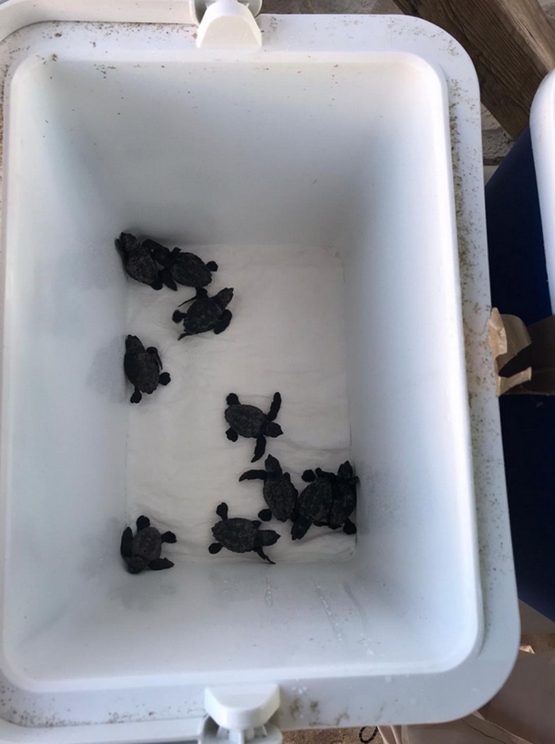 Tortugas nacidas el pasado miércoles Tortugas nacidas el pasado miércoles