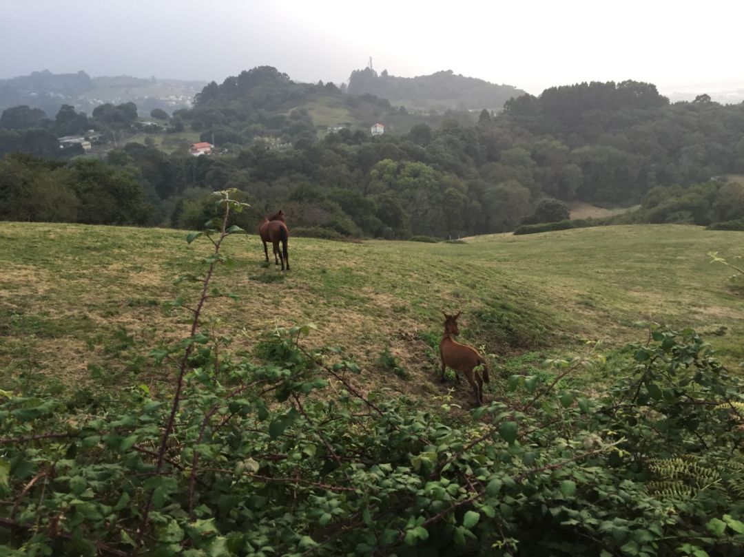 Paisaje de la zona oriental de Cantabria. Paisaje de la zona oriental de Cantabria.