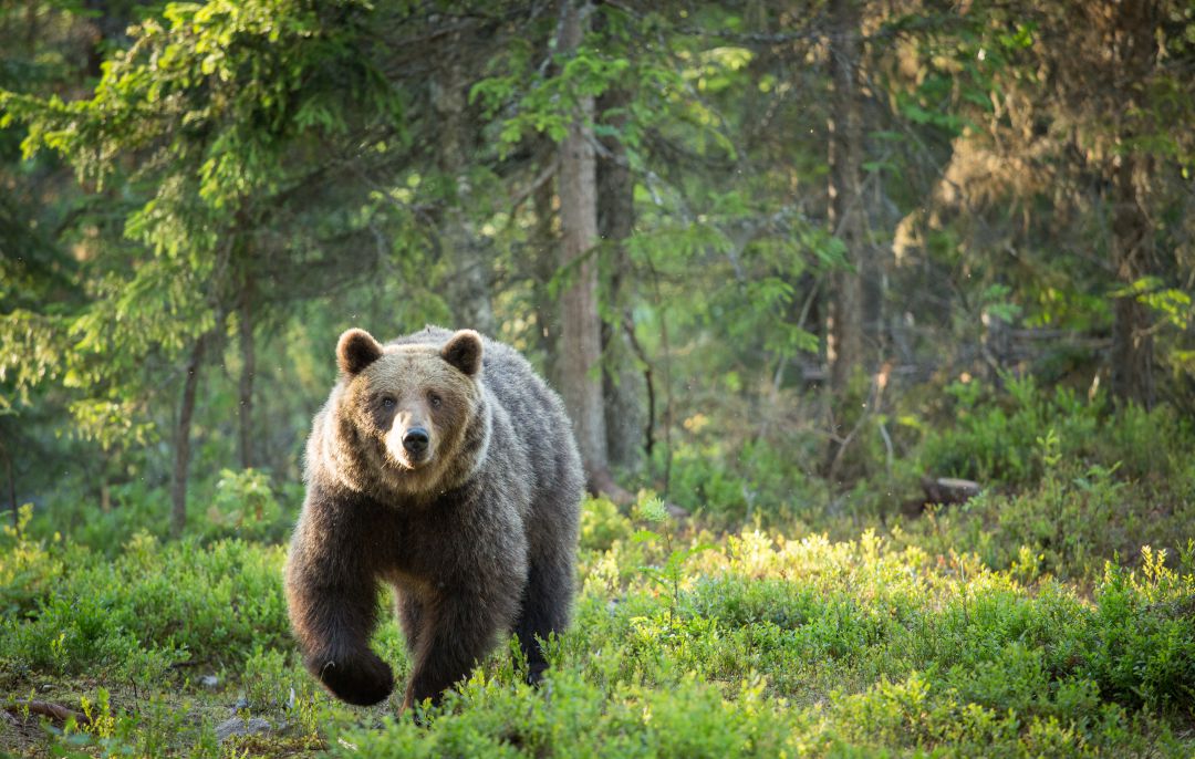 Ejemplar de oso pardo Ejemplar de oso pardo