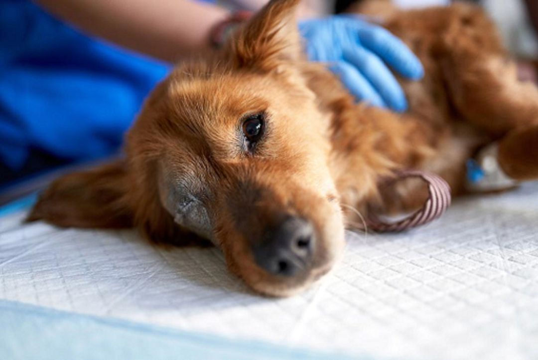 imagen de archivo de un perro siendo atendido por los servicios veterinarios. imagen de archivo de un perro siendo atendido por los servicios veterinarios.