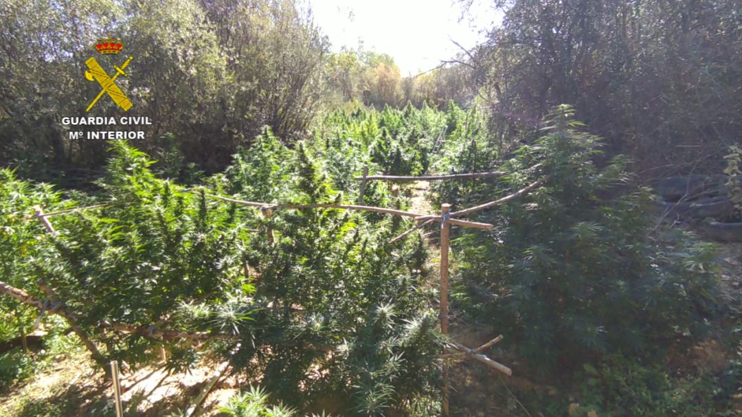Una de las plantaciones desmanteladas Una de las plantaciones desmanteladas