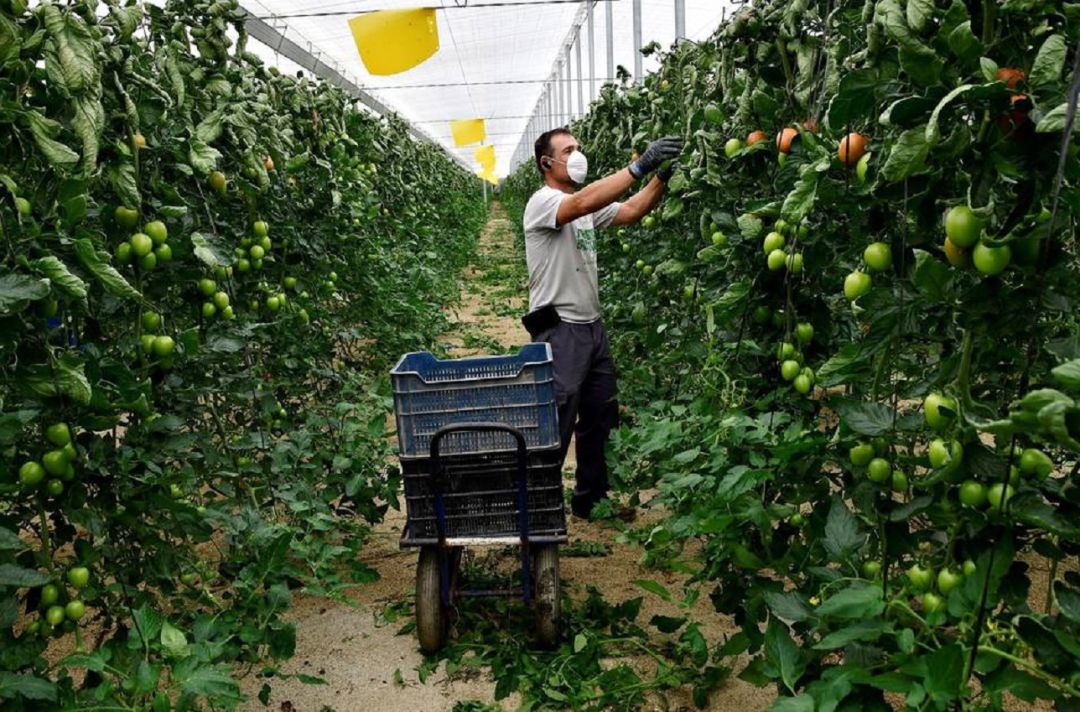 Agricultor recolectando tomates en un invernadero Agricultor recolectando tomates en un invernadero