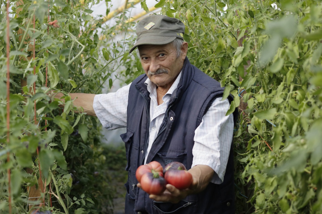 José Gato Fernández en uno de sus invernaderos dedicados al tomate. José Gato Fernández en uno de sus invernaderos dedicados al tomate.