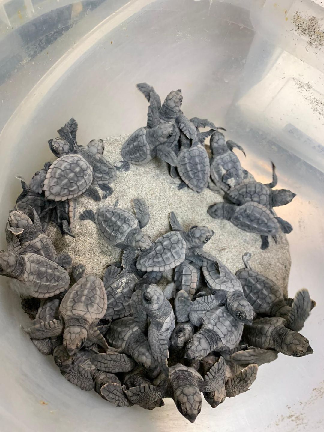 nacimiento de las tortugas nacimiento de las tortugas
