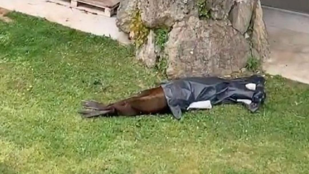 Un león marino muerto y cubierto por un plástico en el minizoo de La Magdalena Un león marino muerto y cubierto por un plástico en el minizoo de La Magdalena