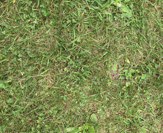 Encuentra a la rana oculta en la imagen. Encuentra a la rana oculta en la imagen.