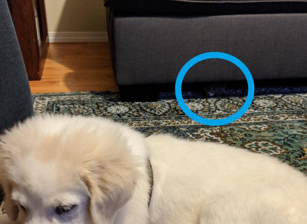 El gato está bajo el sofá. El gato está bajo el sofá.