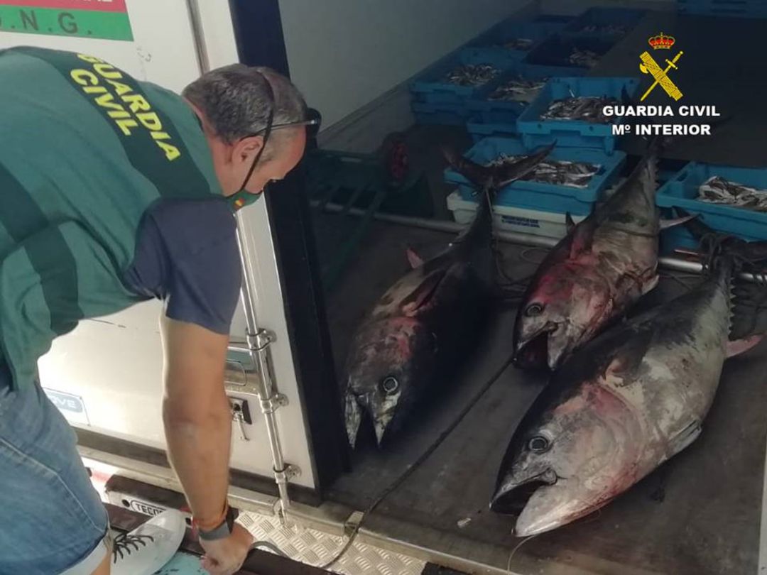 El pescado incautado ha sido entregado a centros benéficos para su consumo, tras pasar los controles sanitarios pertinentes. El pescado incautado ha sido entregado a centros benéficos para su consumo, tras pasar los controles sanitarios pertinentes.