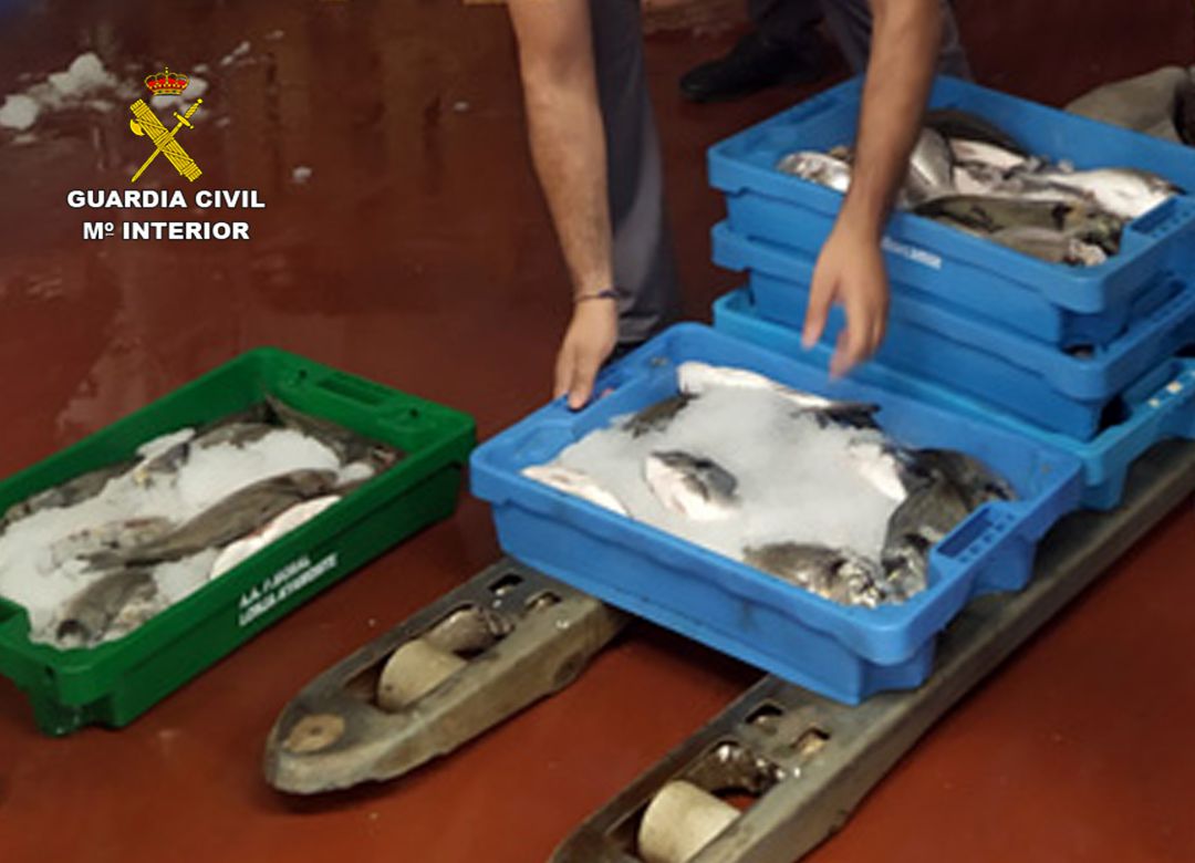Sorprendido con más de 50 kilos de doradas capturadas ilícitamente Sorprendido con más de 50 kilos de doradas capturadas ilícitamente