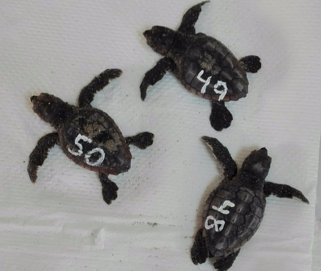 Los nuevos ejemplares de tortuga boba nacidas del nido encontrado en La Manga Los nuevos ejemplares de tortuga boba nacidas del nido encontrado en La Manga