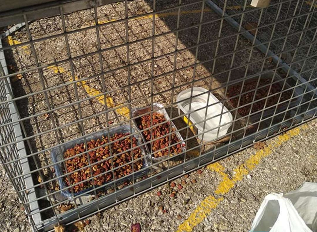 Punto de alimentación para gatos en Xeresa Punto de alimentación para gatos en Xeresa