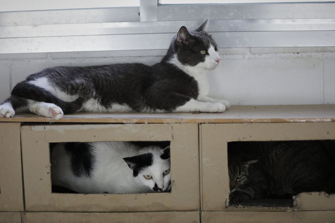 Protectoras de animales y el Ayuntamiento de Gandia buscan un hogar para 96 gatos Protectoras de animales y el Ayuntamiento de Gandia buscan un hogar para 96 gatos