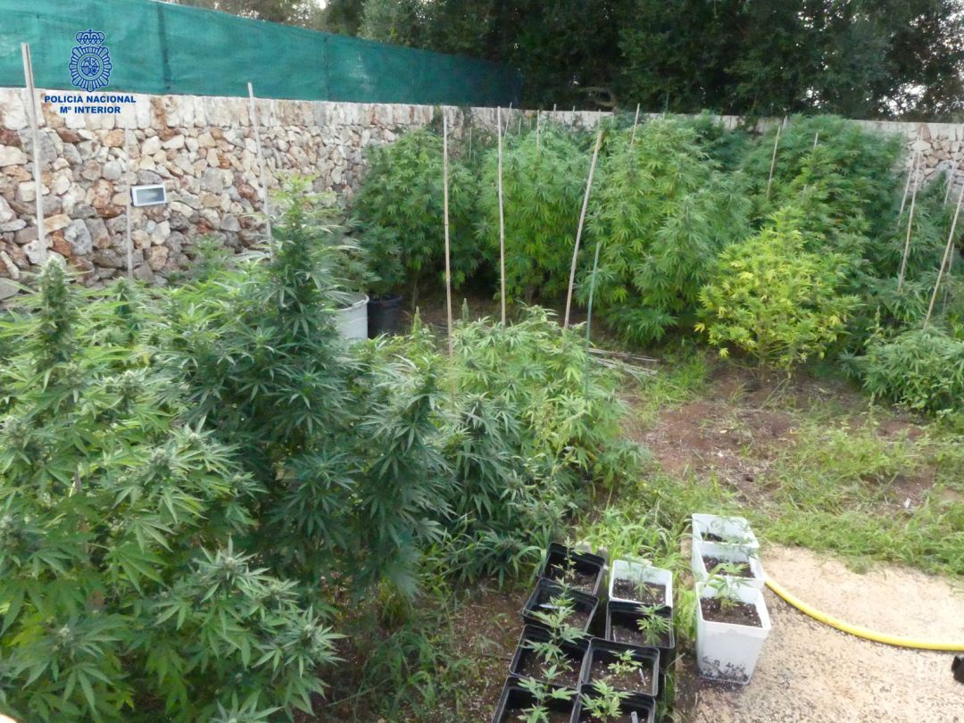 Imatges de les plantes que es trobaven a l'exterior de l'immoble. Imatges de les plantes que es trobaven a l'exterior de l'immoble.