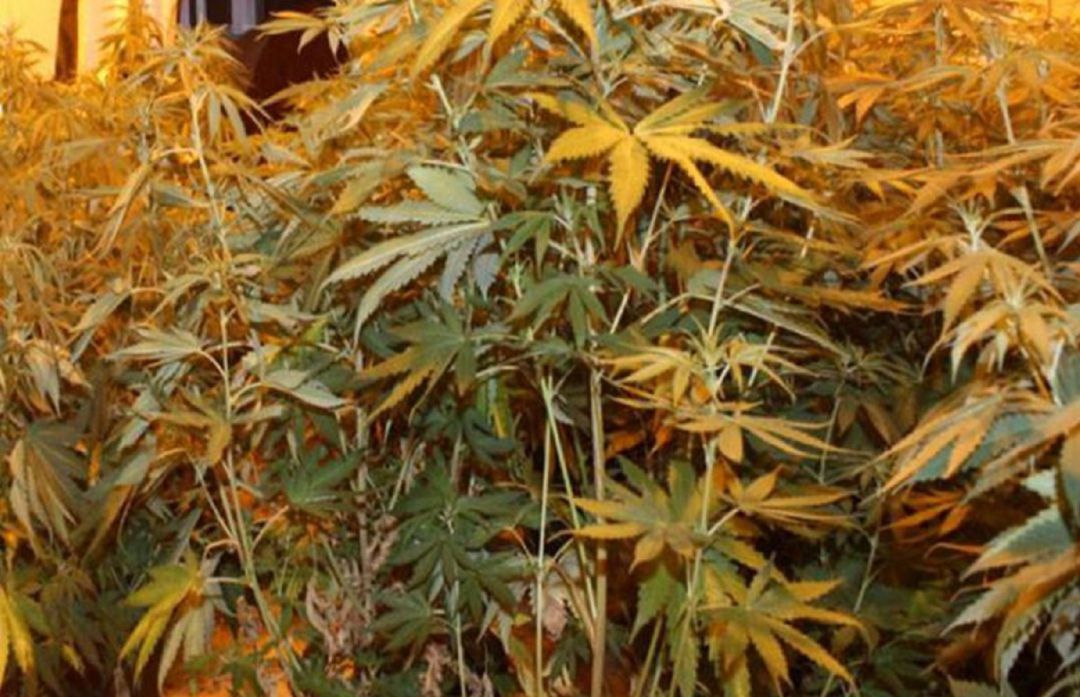 Plantación de marihuana Plantación de marihuana