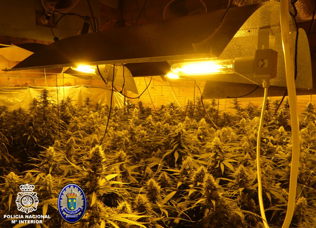 Plantación de marihuana en Redondela Plantación de marihuana en Redondela