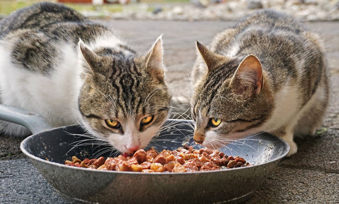 Imagen de archivo de dos gatos comiendo en la calle Imagen de archivo de dos gatos comiendo en la calle