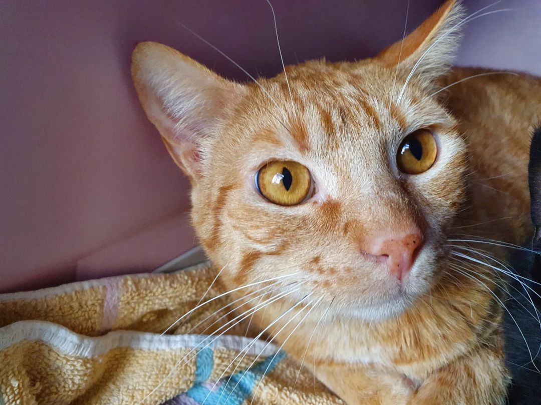 Limao padeció calicivirus, un tipo de gripe felina, del que está recuperado Limao padeció calicivirus, un tipo de gripe felina, del que está recuperado