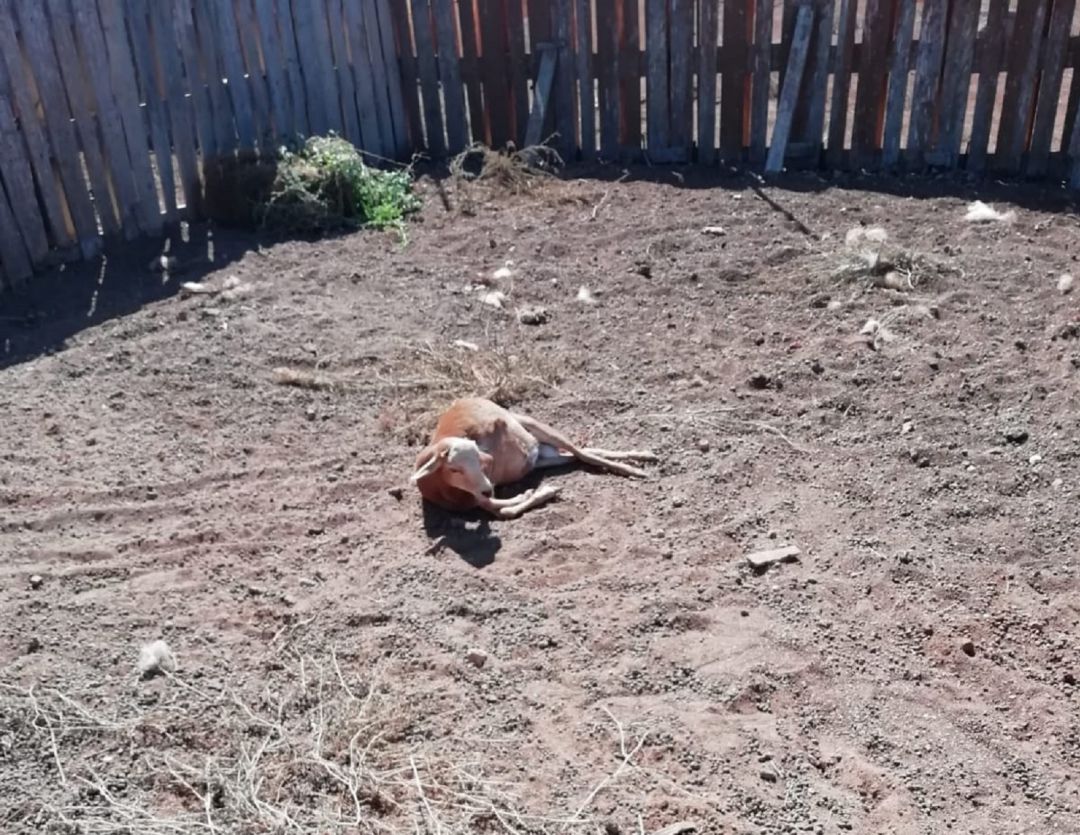 Una de las ovejas atacadas. Una de las ovejas atacadas.