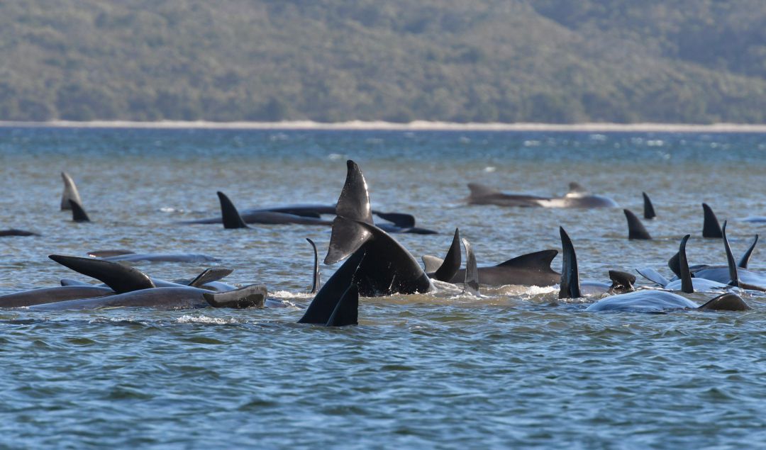 Cientos de ballenas piloto han quedado varadas en Strahan, Tasmania. Cientos de ballenas piloto han quedado varadas en Strahan, Tasmania.