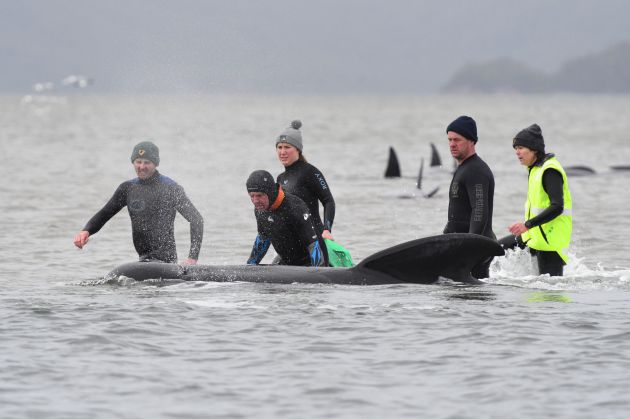 Un grupo de voluntarios tratan de ayudar a una de las ballenas piloto. Un grupo de voluntarios tratan de ayudar a una de las ballenas piloto.