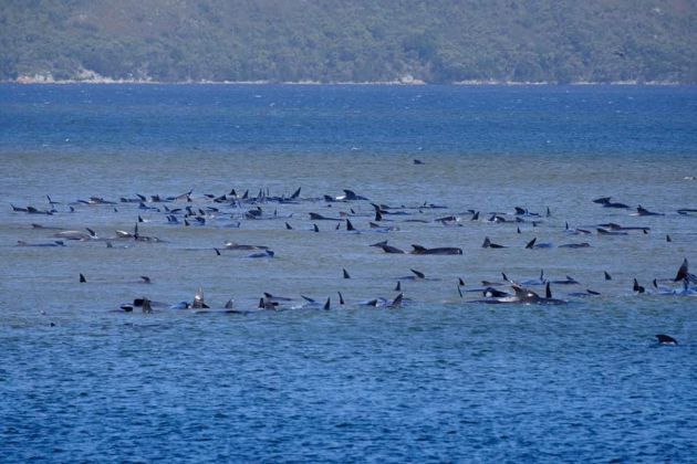 Imagen aérea del grupo de ballenas varadas. Imagen aérea del grupo de ballenas varadas.