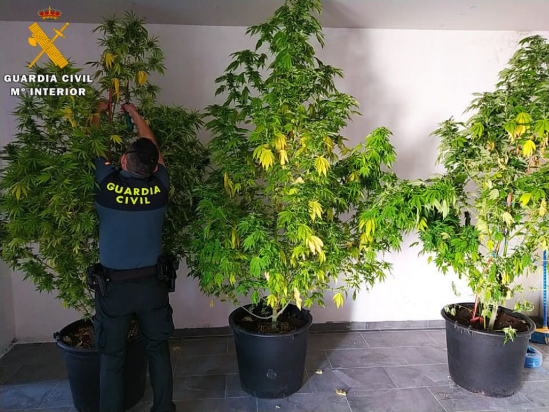 La Guardia Civil de Segovia
investiga a siete personas por cultivar marihuana en sus viviendas La Guardia Civil de Segovia
investiga a siete personas por cultivar marihuana en sus viviendas