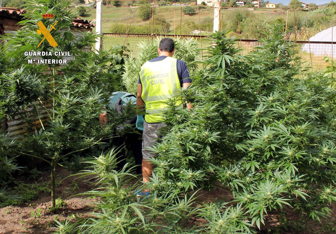 Plantación exterior de marihuana. Plantación exterior de marihuana.