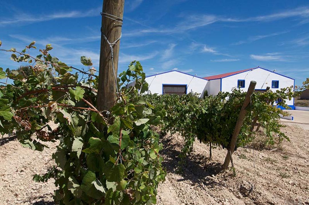 Bodega de la DO Manchuela ubicada en Ledaña Bodega de la DO Manchuela ubicada en Ledaña