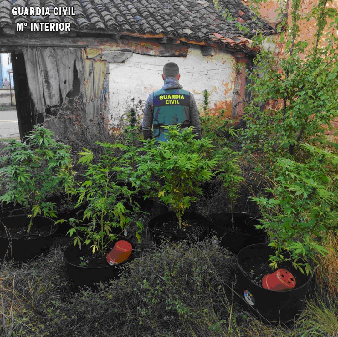 Parte de las plantas incautadas Parte de las plantas incautadas
