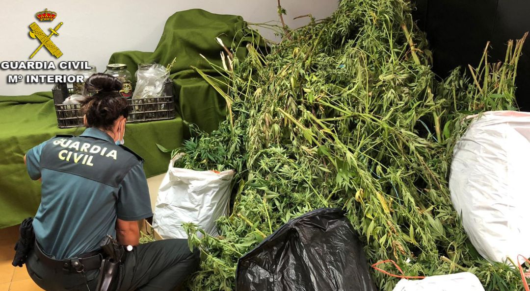 Una agente revisa las plantas aprehendidas en Soutomaior. Una agente revisa las plantas aprehendidas en Soutomaior.