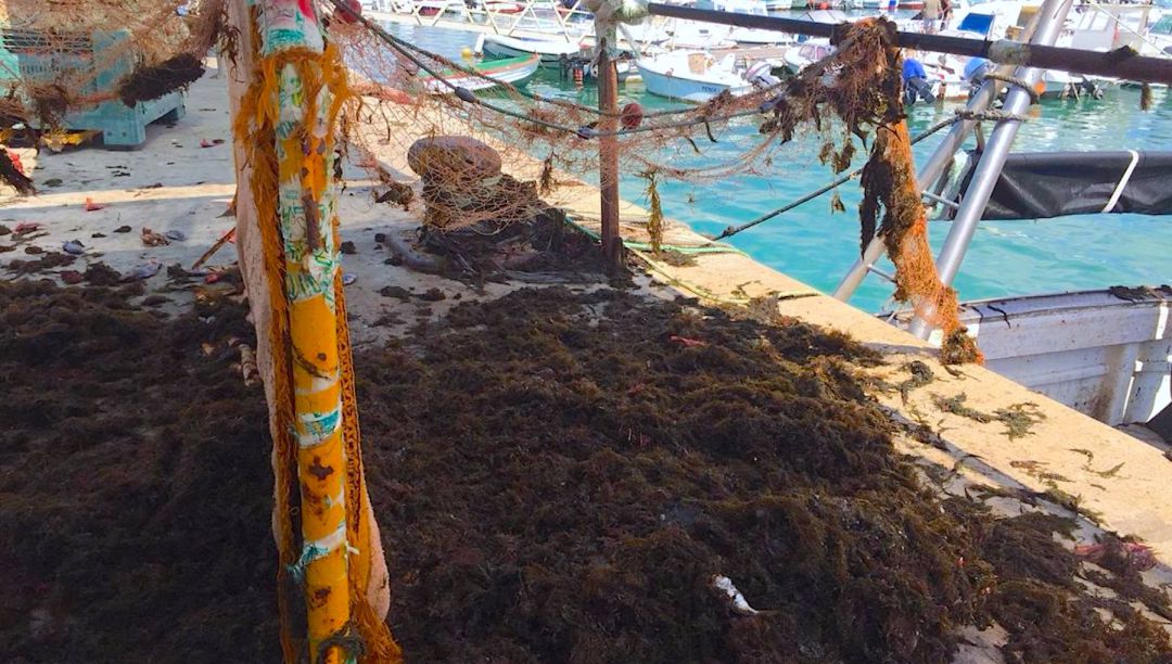 Artes de pesca depositan gran cantidad de alga asiática en el puerto de Barbate Artes de pesca depositan gran cantidad de alga asiática en el puerto de Barbate