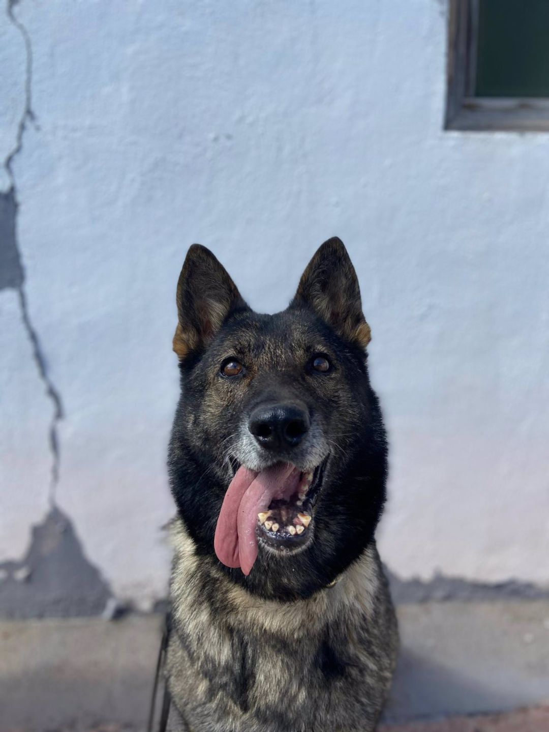 La perra Nica es uno de los animales que buscan familia en Canarias La perra Nica es uno de los animales que buscan familia en Canarias