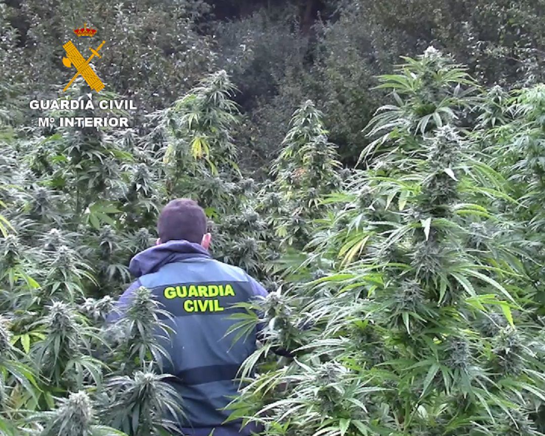 Plantas de marihuana encontradas Plantas de marihuana encontradas