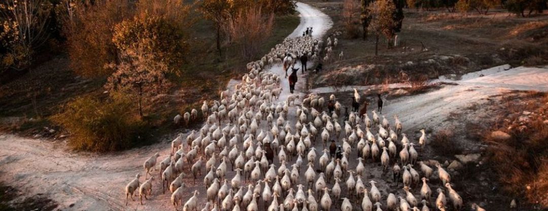 Raza Ovina Segureña Raza Ovina Segureña