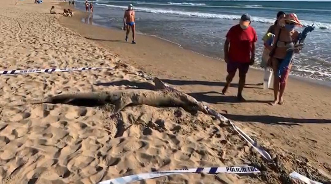 Tiburón hallado en la playa de La Roqueta en Guardamar del Segura Tiburón hallado en la playa de La Roqueta en Guardamar del Segura