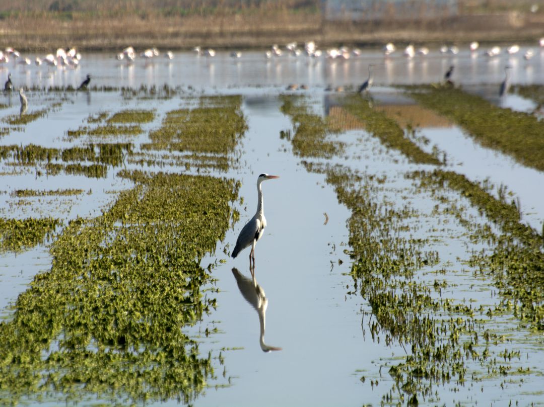 El president de la Generalitat ha anunciado un plan de 240 millones de euros para "salvar la Albufera" de València. El president de la Generalitat ha anunciado un plan de 240 millones de euros para "salvar la Albufera" de València.