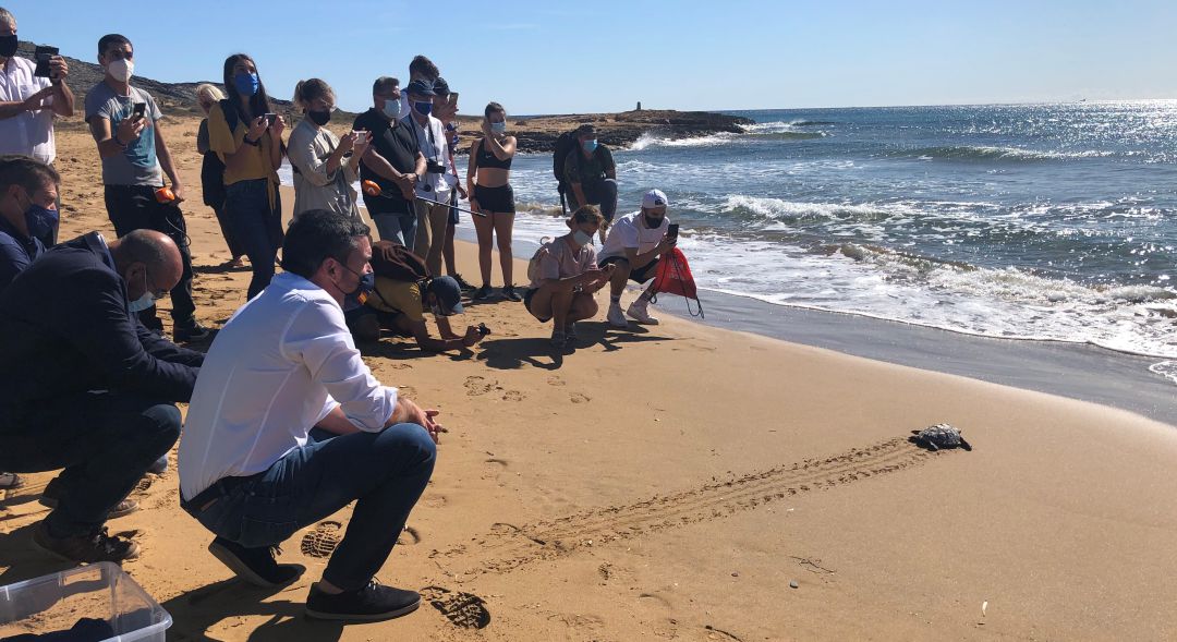 Momento de la suelta de las tortugas bobas Momento de la suelta de las tortugas bobas